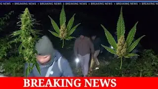 3000 Ganja Buphang Tankha Police,TSR, CREF Hor Diporo.