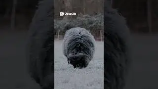 Nature's Beauty  Frosty Fields, Majestic Horses & Squirrels!