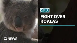 How a plan to protect koalas threatened to split the NSW Coalition | 7.30