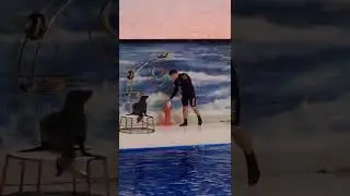 Seal & Dolphin show Dubai