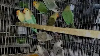 DrSaudAviary LoveBird Mutations Pairing N Nesting Progress