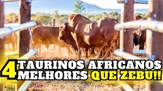 QUAL TAURINO AFRICANO Pode DESPERTAR a PECUÁRIA BRASILEIRA?