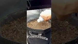 Day 1 &ndash; Planting Northern Lights Autoflower 🌱 | AC Infinity Grow Tent