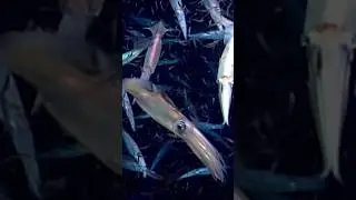 Exploring the Water Column with NOAA Ocean Explorer #oceanexplorer #okeanos