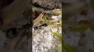 One Messor Barbarus vs. the Giant Grasshopper 🐜🟢