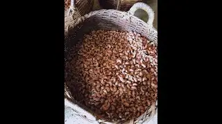 Salted roasted cashew nuts with skin