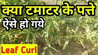 मिर्च और टमाटर मे मरोडिया रोग | कारण और उपचार | Leaf curl |