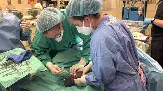 Baby Chimpanzee born via C-section at Sedgwick County Zoo