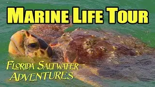 Marine Life Tour: Marco Island Boat Tour With Florida Saltwater Adventures