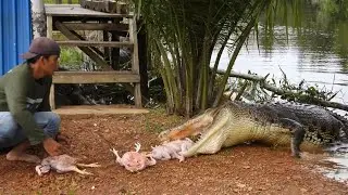 lalu kami explore buaya besar jembatan batu rusa markasnya buaya raja