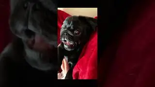 RUBY BLACK Powered by love, wiggles, and endless enthusiasm 🖤Ruby bringing the happy energy.