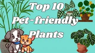 Top 10 Pet Friendly Plants for a Healthier Home