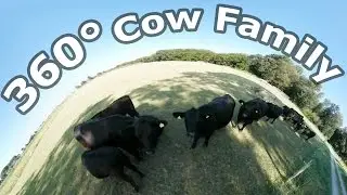 360&deg; Cow family with Calf Baby drinking milk [4K]