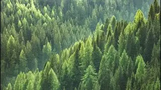 My drone over the highest pine trees in Australian over 40 metre high. So amazing.