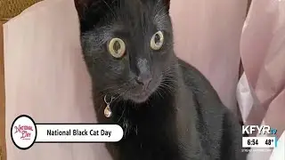 National Day Calendar: Black Cat Day