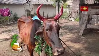 உழவர்களுக்கு உறுதுணையாக விளங்கும் எருதுகளுக்கு பொங்கல் வைத்து மரியாதை செலுத்தும் பட்டிப் பொங்கல்