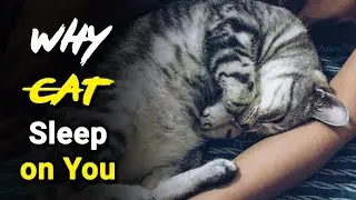 Why Cats Sleep on You 😺💤