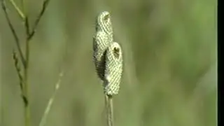Upland Prairie Flora