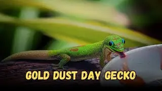 Gold dust day gecko - Geckos Buying Cost, Diet, Tank, Cleaning Guide for Beginners