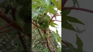 Castor Oil fant
