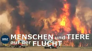 GIGANTISCHE BUSCHBR&Auml;NDE: Feuersbrunst in Australien ausser Kontrolle