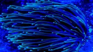 Long Tentacle Plate coral.