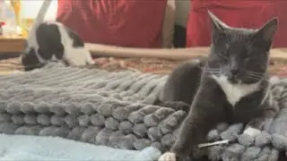 Cat videos JTB Cozy Cats, Lazy Days &ndash; Live Cat Cam