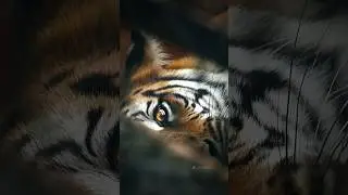 That look 😱🥵🔥 #tiger #photography #wildlife #wildlifephotography #predator
