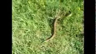 Fast Adder!
