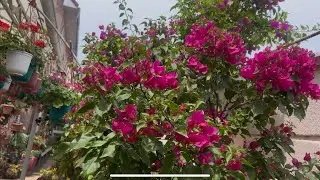Болмо гулу. Жай айына карата гулдорубузго кам коруу 11.06.25 ж