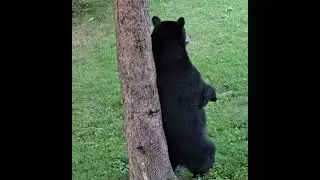 Bear Back Scratch Close-up #bear #asheville #wildlife #backscratch