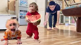 So smart! Max stole watermelon to feed baby Hope❤︎❤︎❤︎
