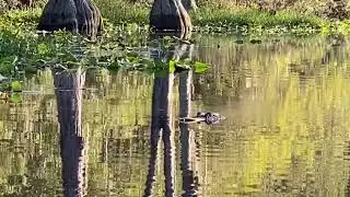 Alligator submerging in the Okefenokee Swamp National Wildlife Refuge, Georgia