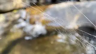 Macro Lens Test 2 - DCkina Variable (Fine Tune) Macro Lens with iPhone 11 Pro (Shooting Spider web )