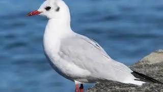 Mouettes rieuses 