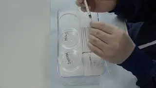 Embryo vitrification in straws using DAP213 method