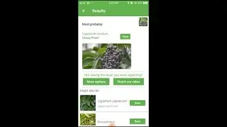 PlantSnap identifies a Glossy Privet (Ligustrum lucidum)