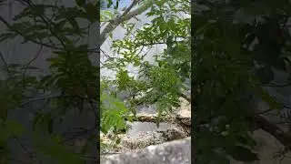Alligator 🐊 is secretly hiding under the tree. #wildlife #alligator