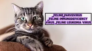 infectious diseases || Feline Panleukopenia | Feline immunodeficiency virus | Feline leukemia virus