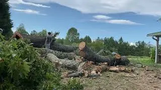 Large Hollow Oak Tree Fell