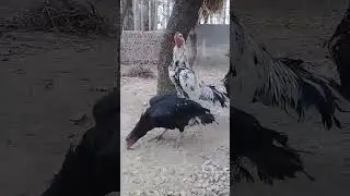 #avianlife #hen #bird #animal #henlife #birdspecies #murgha #birds #chikens #pigeonbird