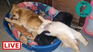 Those little puppies are so cute ! Good night my friends!  - Takis shelter