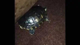 Shelldon the turtle shakes butt