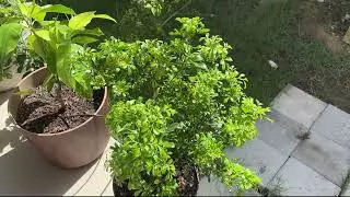 2025-7-17 White Champaca and Chinese Perfume Tree Update