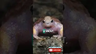 CRAZY FROG! 😳🐸 #turtlefrog #frogfact #animalfact #whatisthis #weridanimals #educational #yotubekids