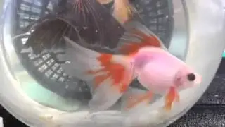 Veiltail goldfish