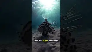 Lionfish is One of the most Venomous Sea Creatures.