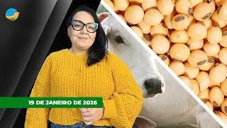 Boi tem 2ª feira de altas na B3, enquanto futuros do milho cedem; sem Chicago soja tem início de...