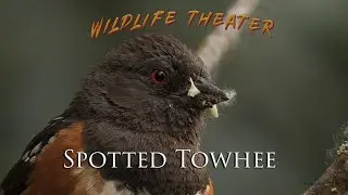 The Spotted Towhee