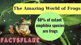 Fascinating Frogs: Exploring the Wonders of Amphibian Diversity